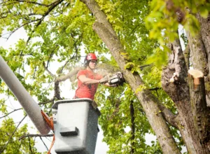 worker doing tree removal